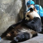 中国の成都で龍鳳胎のパンダの赤ちゃんが生まれる