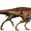 【生物】鳥の祖先が5000万年の間に巨大な恐竜から小型の鳥までどのように小さく進化したのか