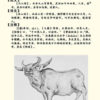 諸懐：中国神話の牛のような豚であり人を食べる怪獣