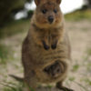 オーストラリアで一番可愛い動物、それはクアッカワラビー！