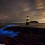 夏の夜に出現する海蛍により幻想的な青く輝く海