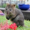 【動物】生後6ヵ月のクアッカワラビーの子供が可愛すぎて萌え死ぬ人続出。オーストラリア　シドニー　タロンガ動物園
